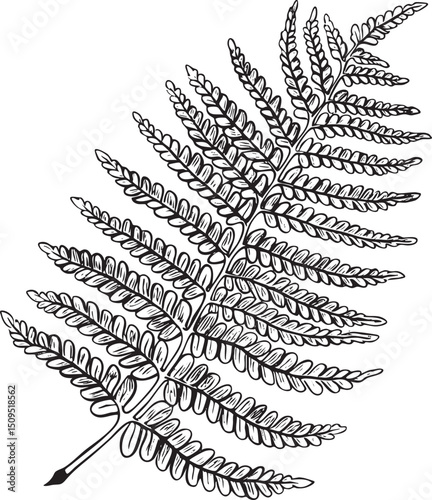 detailed black and white of a delicate fern frond.