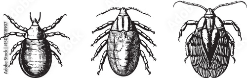 Three stylized insects are depicted in a detailed monochrome .