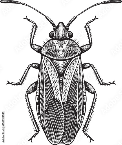 detailed black and white of a large bug with prominent antennae.