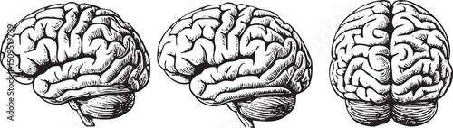 Three detailed illustrations of a human brain showcase its intricate structure.