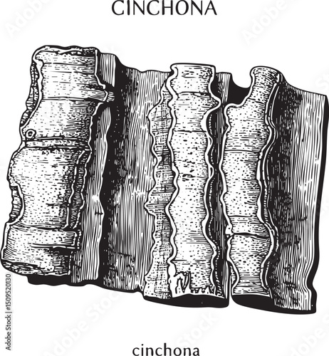 Detailed showcases a collection of cinchona bark segments.