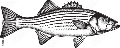 detailed black and white of a striped bass.