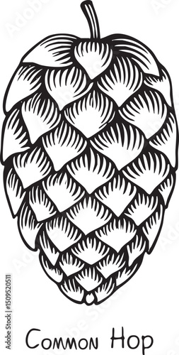 detailed black and white of a common hop cone.