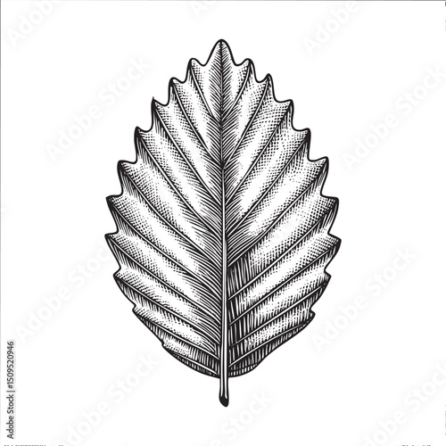 detailed black and white leaf showcases intricate vein .