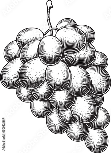 large bunch of dark grapes hangs from a vine.