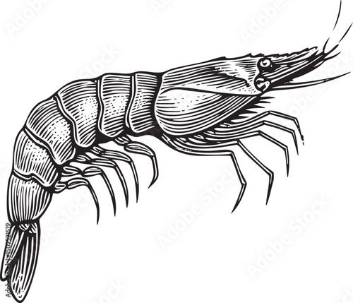 detailed black and white depicts a shrimp in profile.