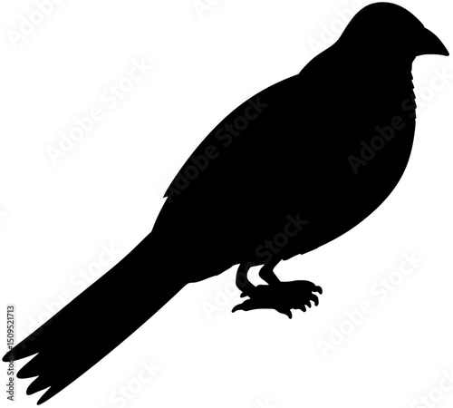 Hispaniola Trogon Bird Silhouette Vector Shadow Illustration 