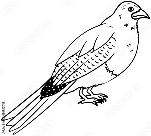 Hispaniola Trogon Bird Vector Outline Line Art Drawing 