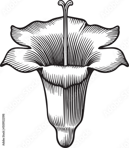 detailed black and white of a stylized bellflower.