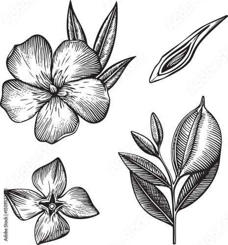 Three botanical illustrations depict a flowering plant and its foliage.