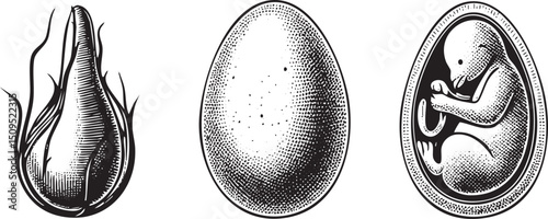 stylized depicts three stages of development: a teardrop an egg and a human fetus.