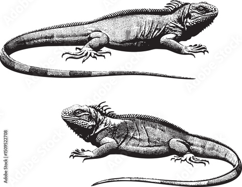 detailed black and white of two iguanas.