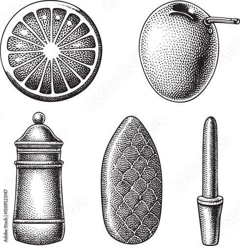 monochrome engraving depicts five citrus fruits in various states.