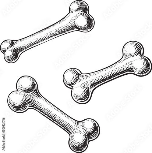 Three detailed bone illustrations are presented.