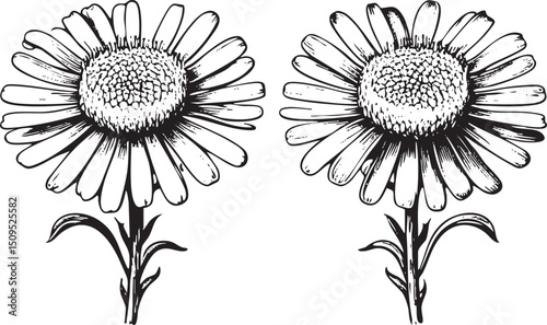Two delicate daisies stand upright facing forward in a symmetrical arrangement.