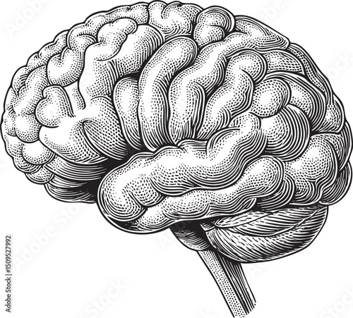 detailed shaded of a human brain showcases its intricate folds and complex structure.