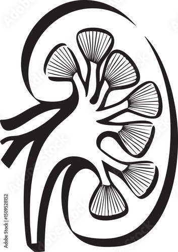 stylized of a kidney’s internal structure.