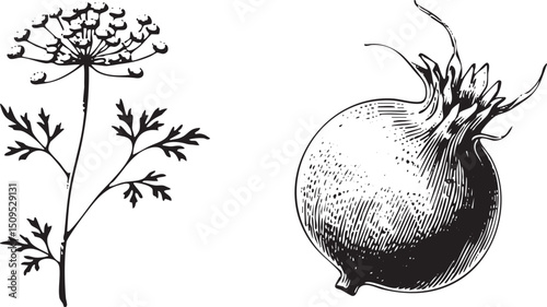 delicate dill plant and a spherical onion are displayed side-by-side.