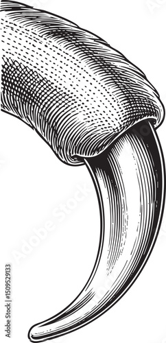 detailed monochrome depicts a predatory claw extended towards the viewer.