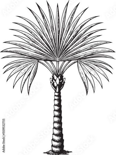 solitary palm tree stands tall against a stark white background.