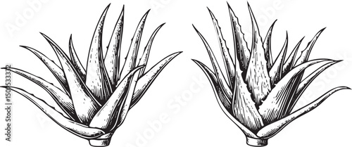 Two spiky aloe plants stand upright against a stark white background.