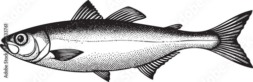 detailed black and white of a silvery fish swimming forward.