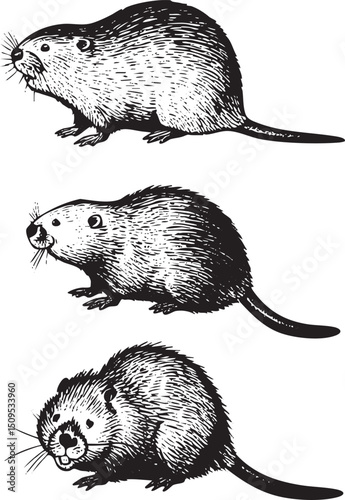 Three stylized black and white illustrations depict playful river otters in various poses.