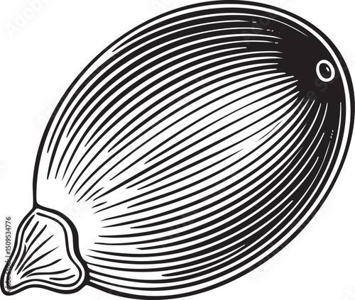 single detailed onion bulb in black and white.