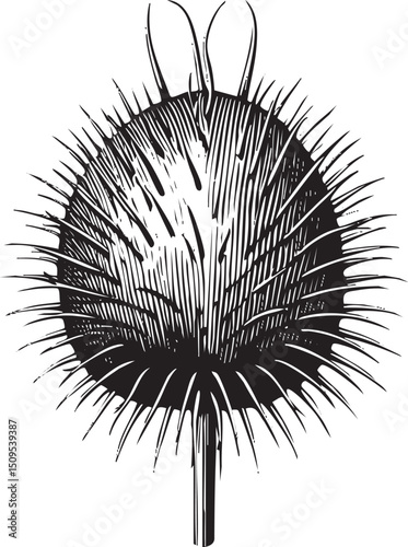 spherical sea urchin displays a dense array of spines.