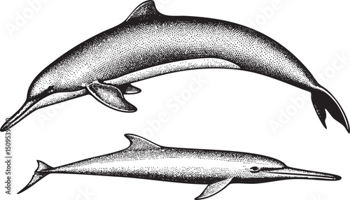 Two dolphins swim gracefully in a shaded monochrome .