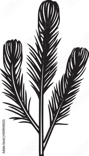 cluster of dark feathery branches gracefully extends upwards.