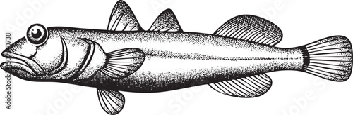 detailed black and white sketch of a stout fish with prominent eyes.