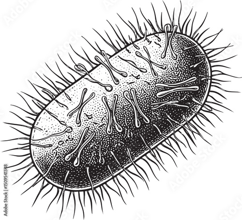 detailed black and white depicts a single bacterial cell.