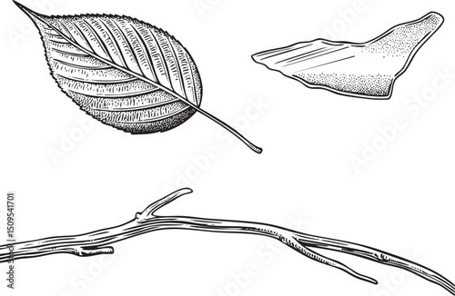 single leaf and a detached fragment gracefully float against a stark white background.