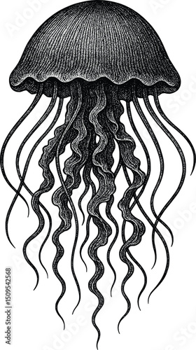 jellyfish vector hand drawn illustration.eps
