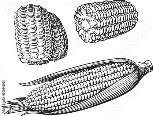 Three corn cobs display a detailed textured .