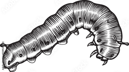 detailed black and white of a segmented caterpillar crawling along a surface.