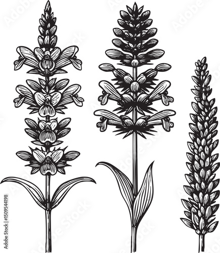 Three upright flower stalks display dense layered seed heads.