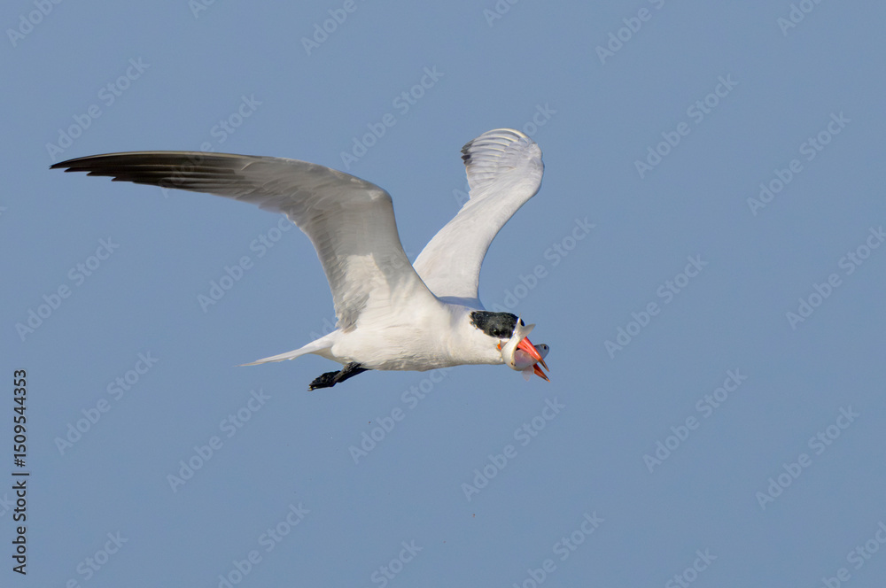 Obraz premium Caspian Tern (Hydroprogne caspia) flying with a caught fish, Galveston, Texas, USA.