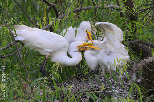 Great egret (Ardea alba) feeds elder chicks, High Island, Texas, USA. photo