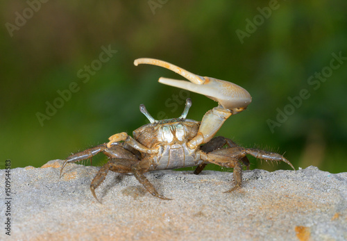 Photography Brackish-water Fiddler Crab (Uca minax) male displaying in defensive posture, Galveston, Texas, USA