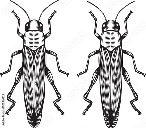 Two black and white insects stand side-by-side showcasing detailed wing .