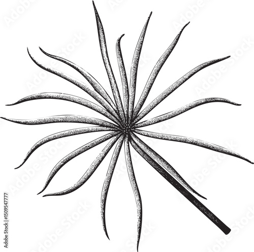 stylized intricate of a spiky plant radiating outwards.
