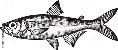 sleek grey fish swims gracefully through clear water.