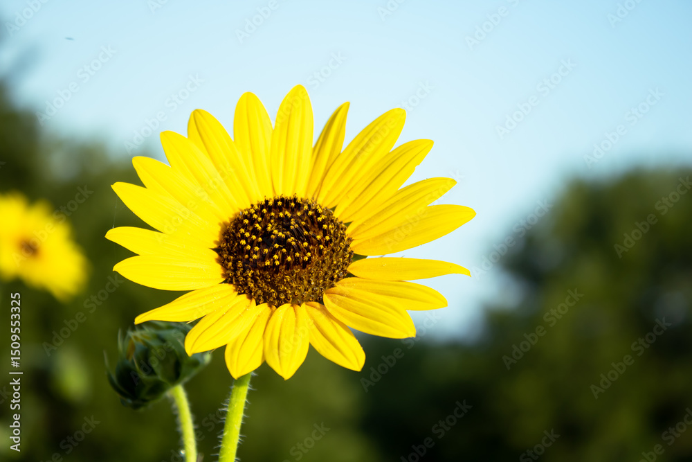 yellow sunflower against blue sky yellow sunflower against blue sky