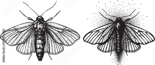 Two moths are depicted in detailed black and white  showcasing their intricate wing .