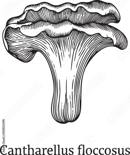 detailed black and white of a Cantharellus flocosus mushroom.