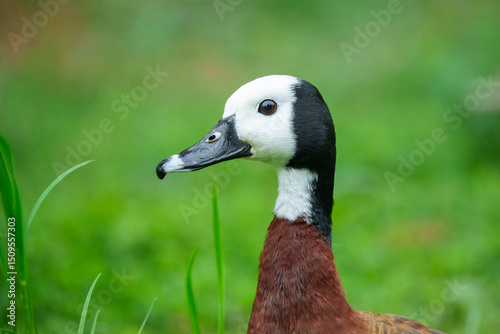 White-faced Whistling-Duck, Dendrocygna viduata. Striking duck with black-and-white head, rufous breast, and barred flanks. Portrait.
