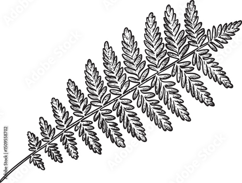 delicate fern frond gracefully extends across a white background.