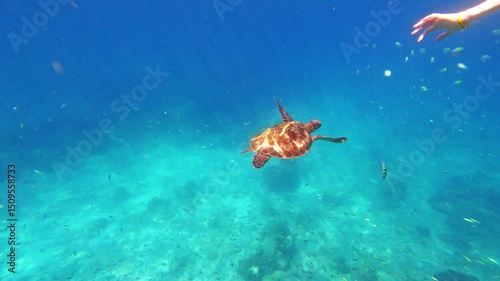 Sea turtle swims under blue ocean water with fish n coral reef, 4k slow motion of couple snorkeling underwater on honeymoon n holiday vaction travel trip at Similan island in Andaman sea, Phang-Nga 